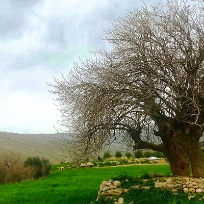 ریجاب "ریژاو" 